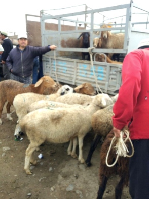 Karakol Cattle Market 4